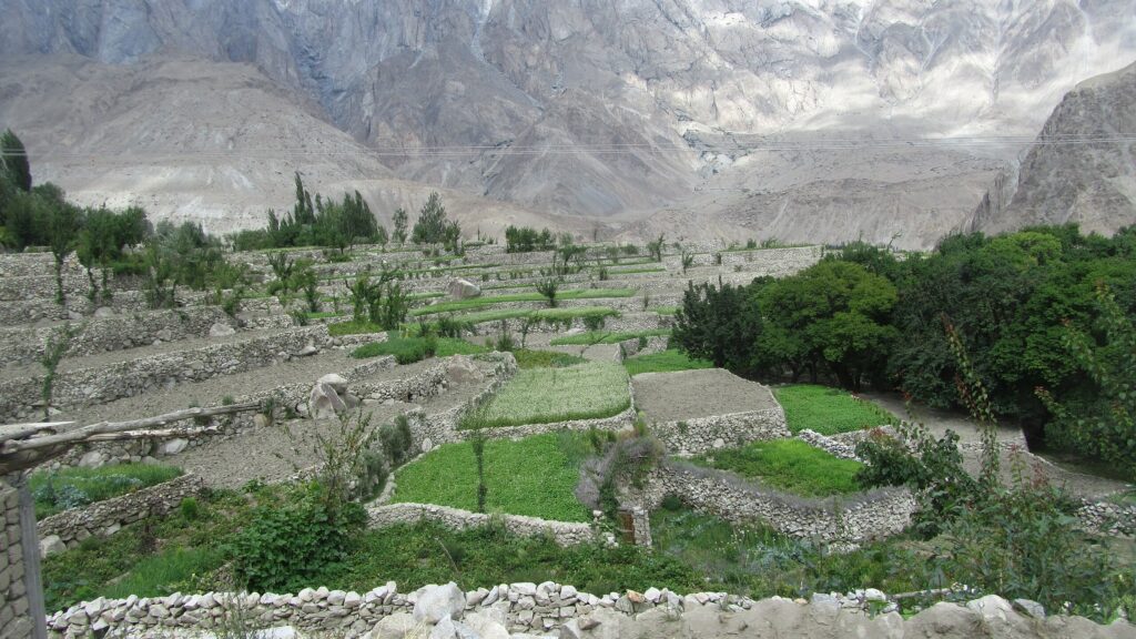 tone terraced fields with mountain backdrop and trees