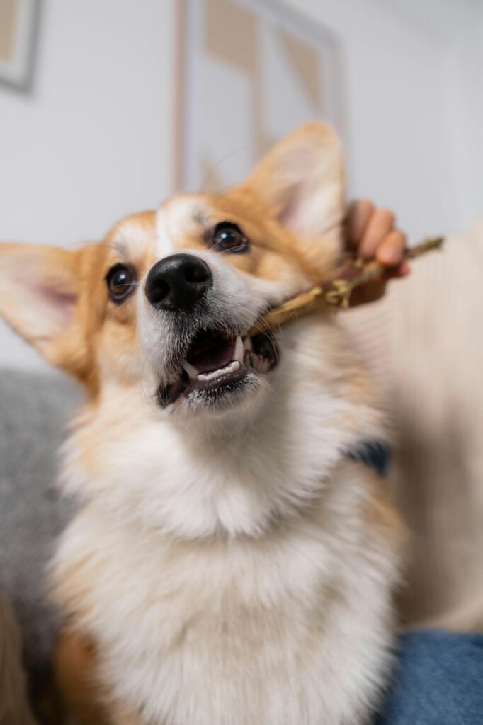 Dog Dental Care