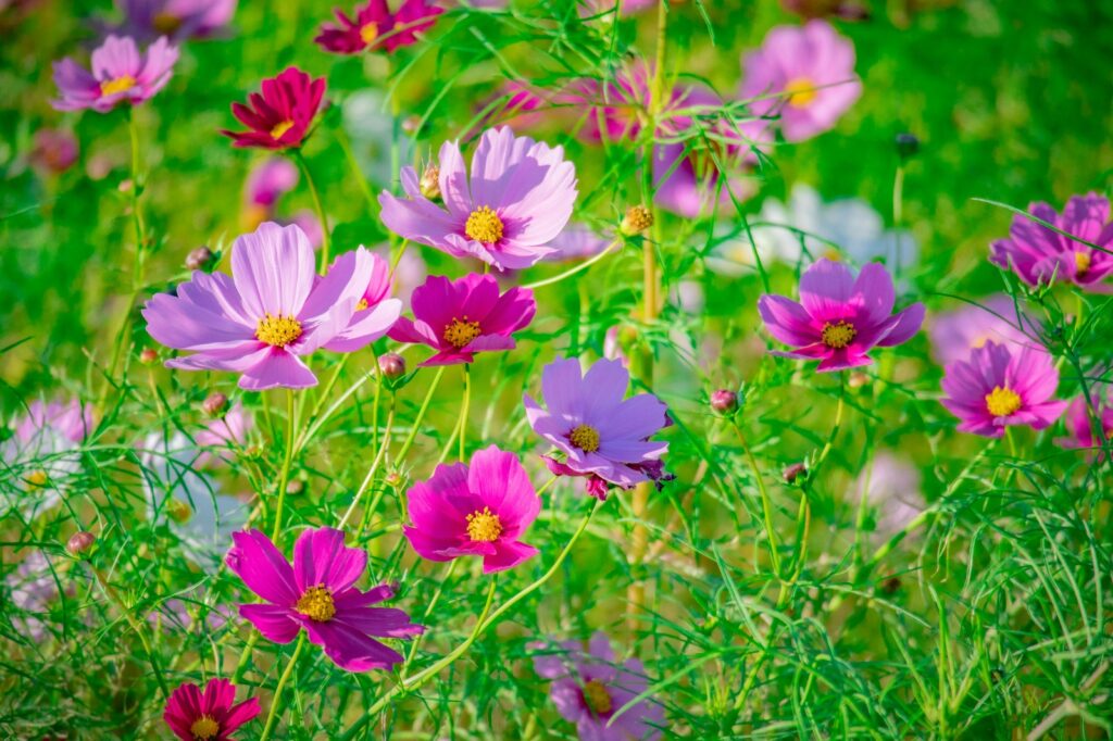 Cosmos Flowers