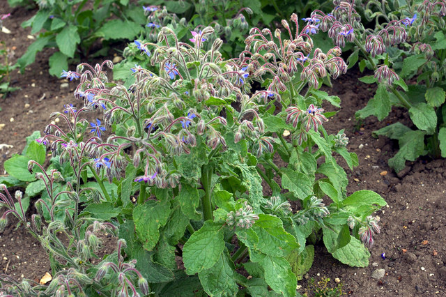 Borage Plant