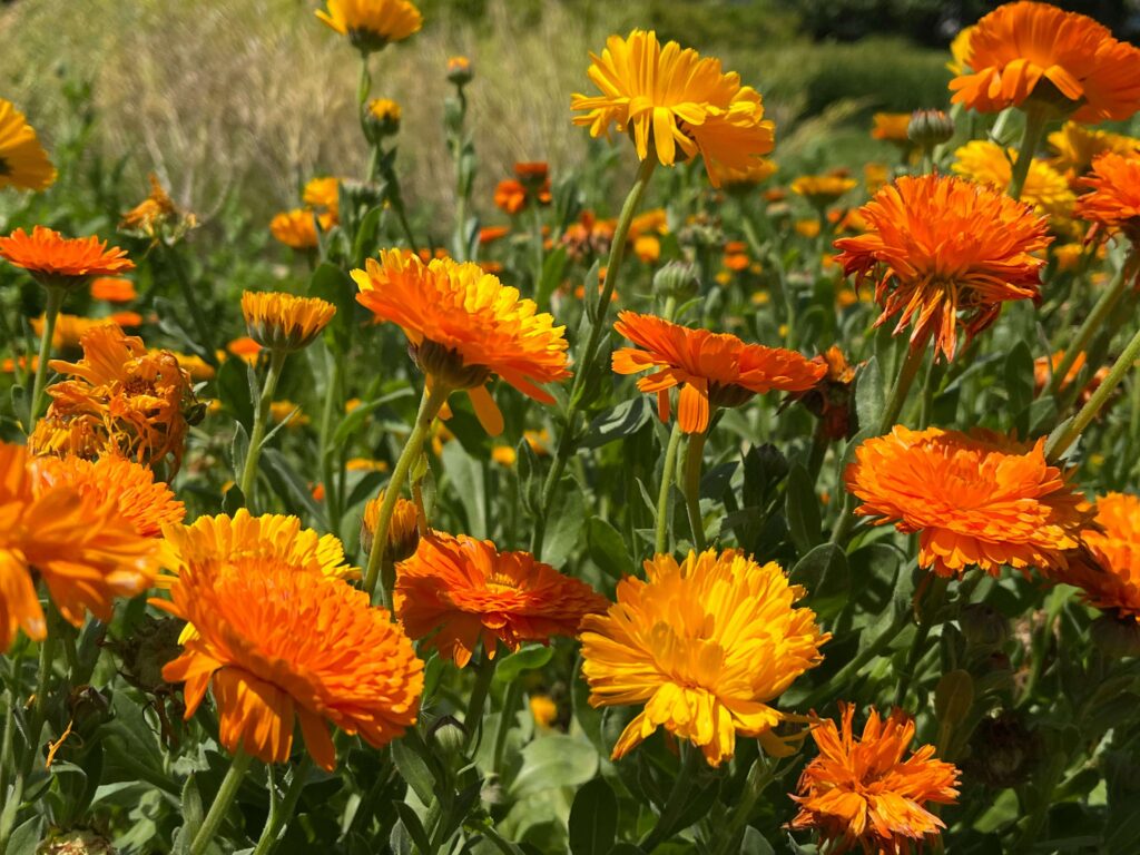 Calendula Flower