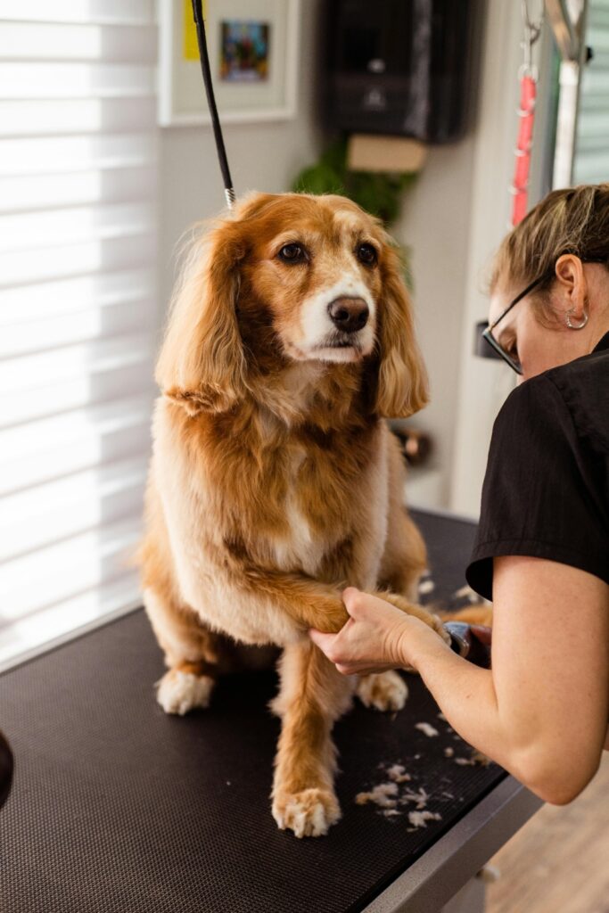 Electric Dog nail Clippers