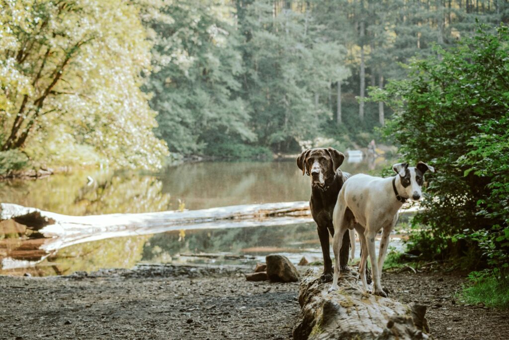 best dog grooming tools for home