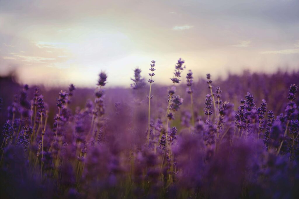 Lavender Flower