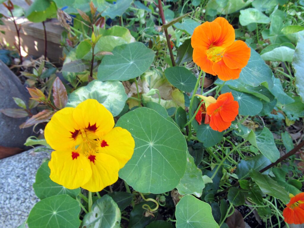 Nasturtium Flower
