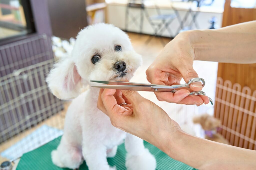 Dog Grooming Scissors