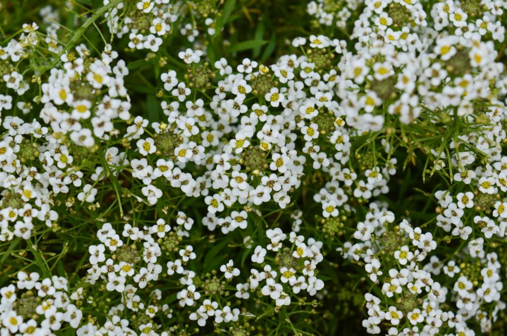  Sweet Alyssum flowers