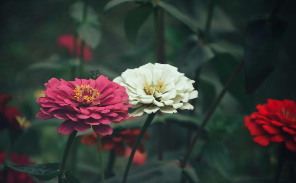 Zinnias Flower