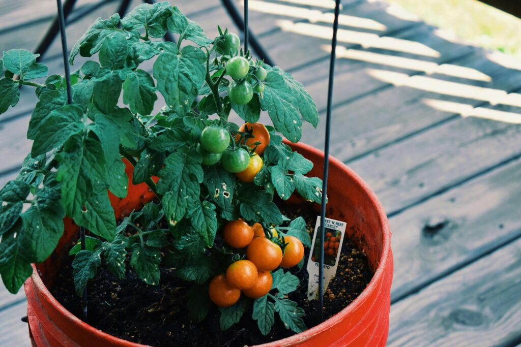 Tomatoes Germination