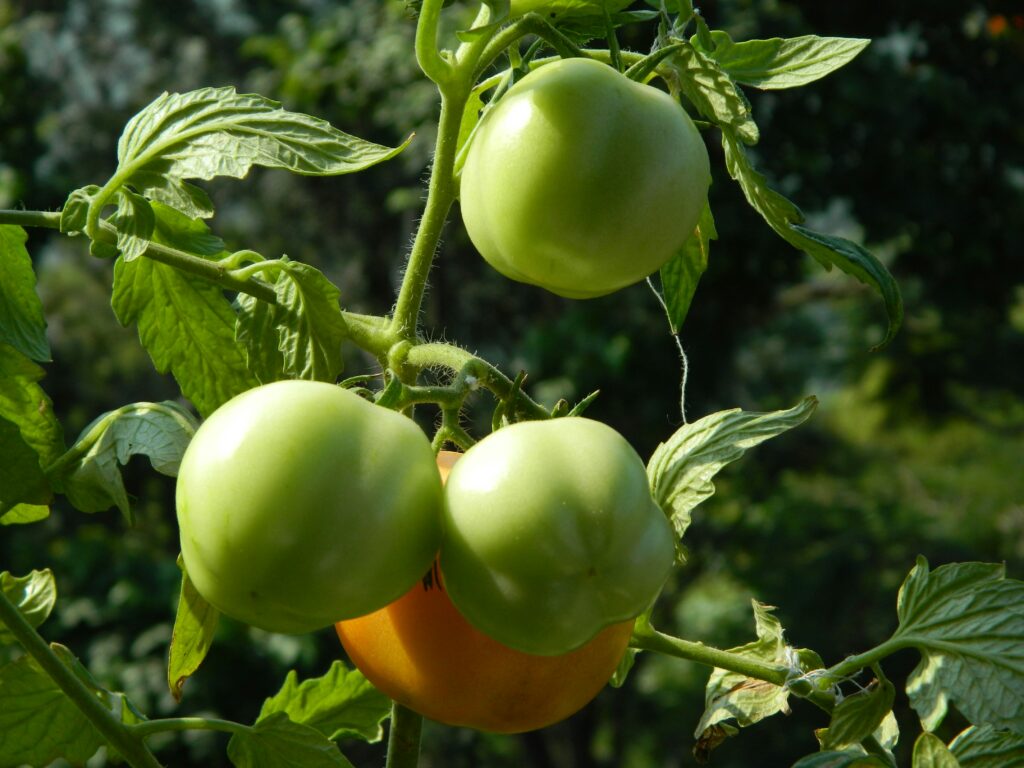 Yellow Tomatoes