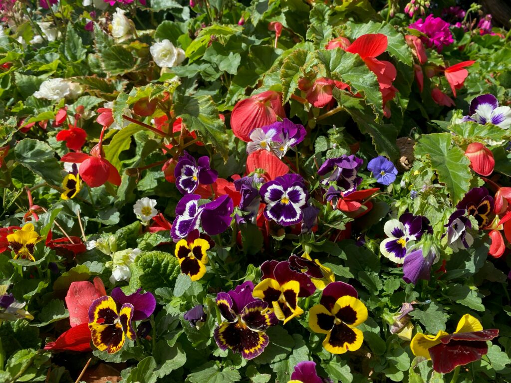 best flowers for a vegetable garden