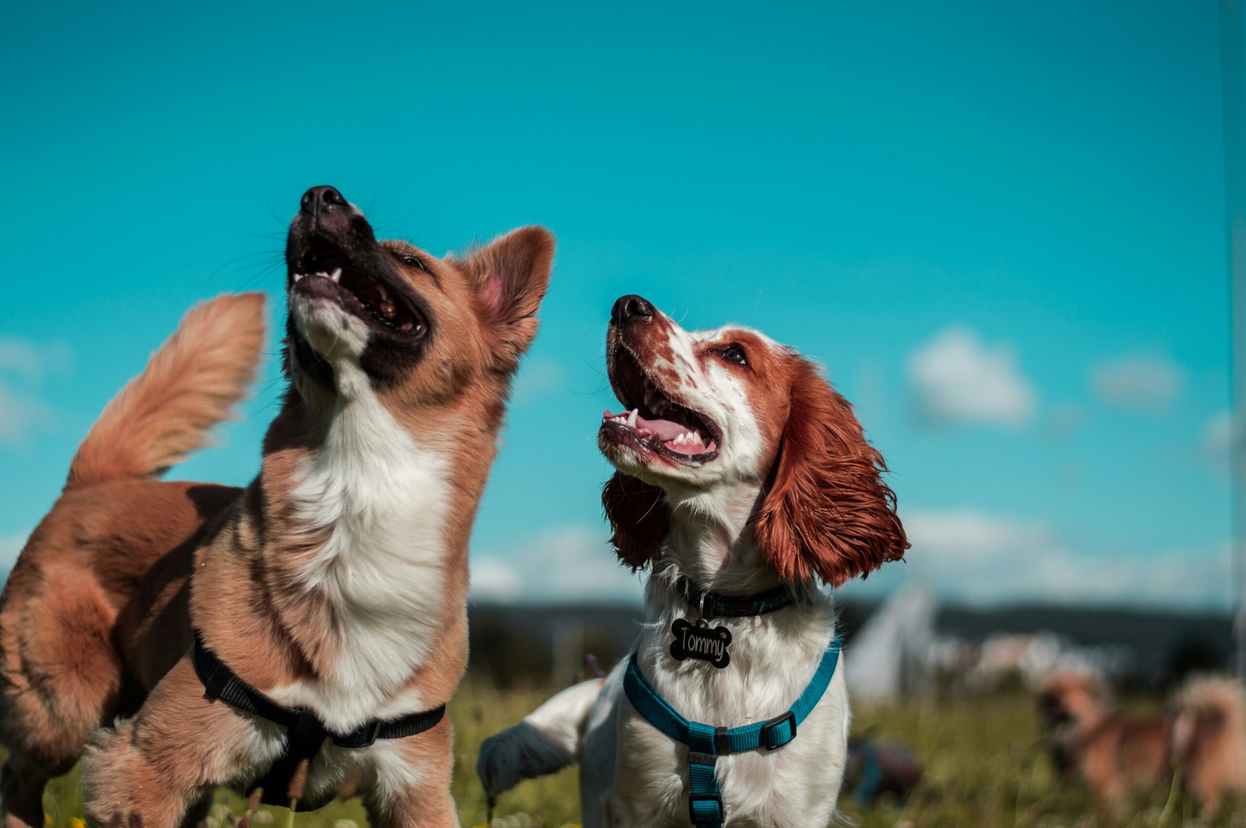 best dog grooming tools for home