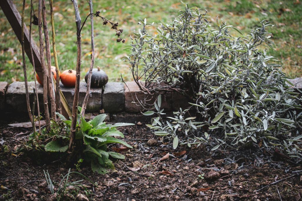 Fertilizers for Tomatoes