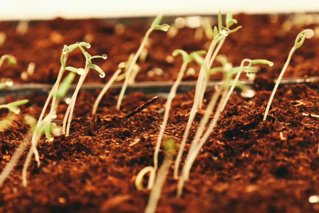 Tomatoes Seeds