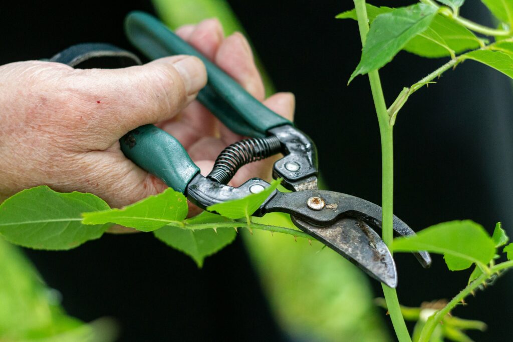 Tomatoes pruning