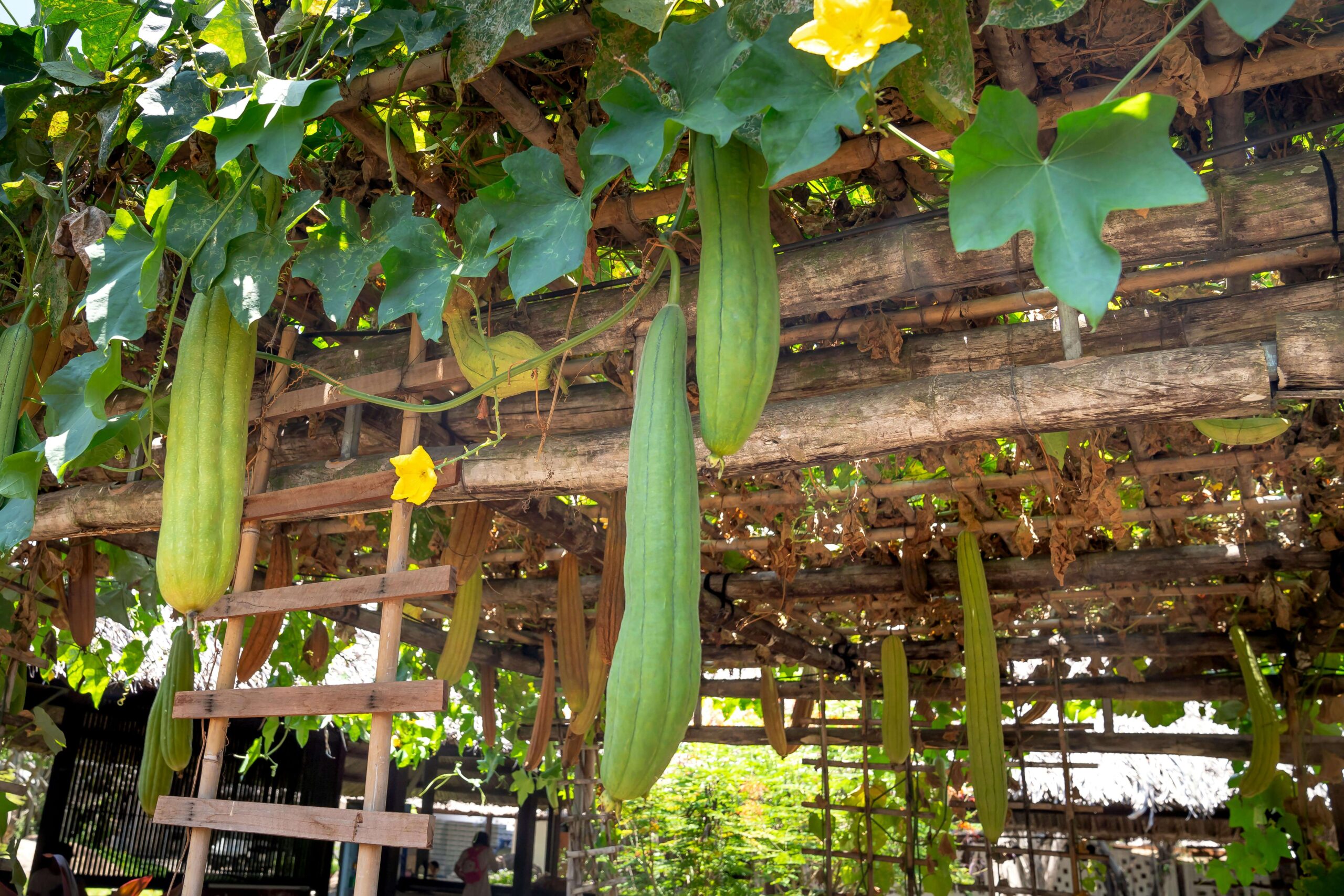 best flowers for a vegetable garden