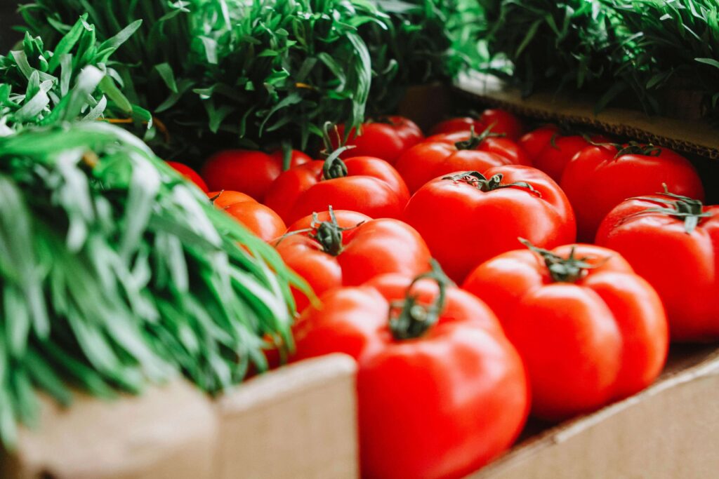how to grow tomatoes from seeds indoors